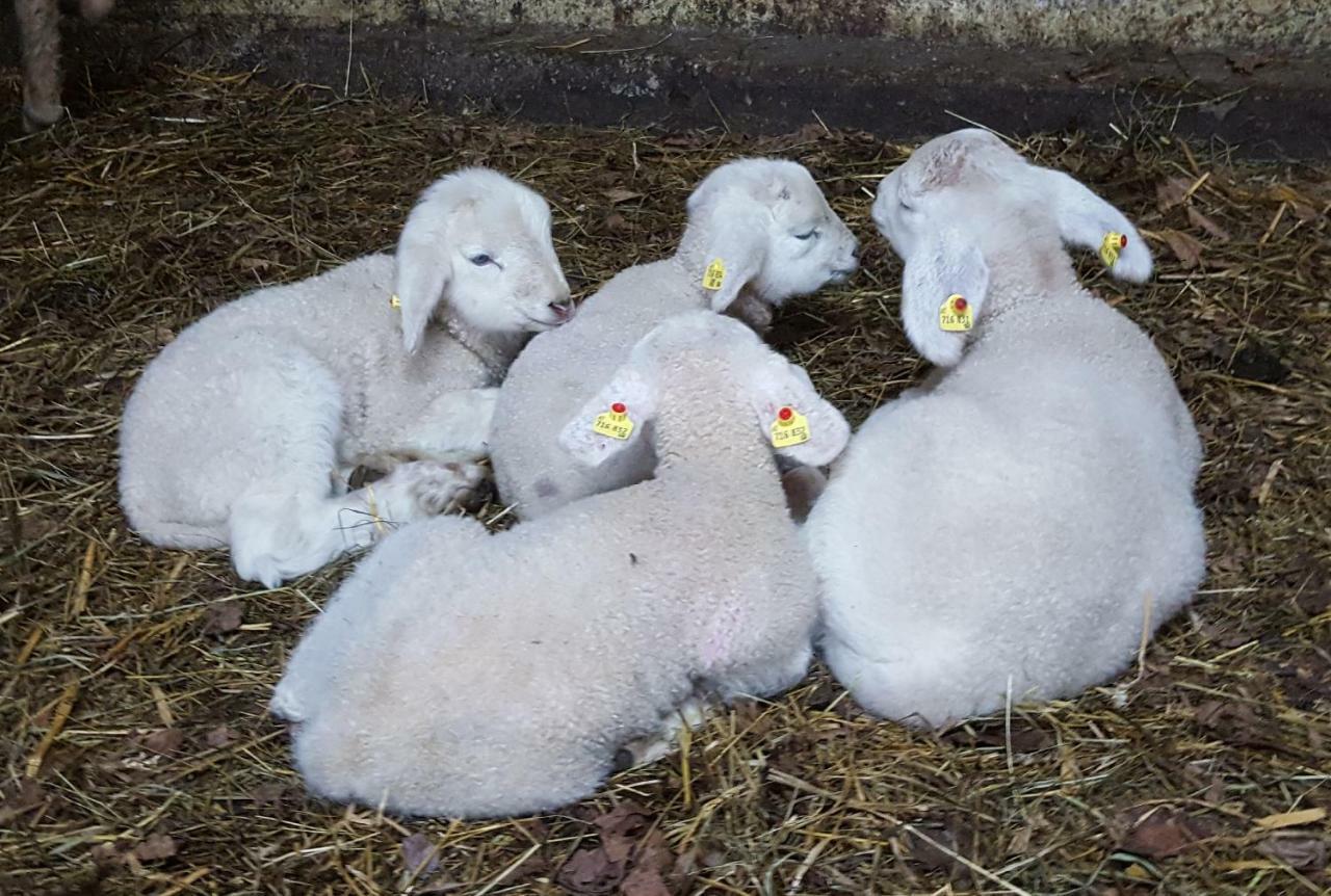 Oberseebachhof Scheffau am Wilden Kaiser Esterno foto